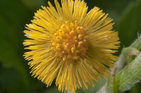 The michigan collection the best flower delivery to michigan is done by flora2000 from anywhere in the world. Photo 938-18: Common yellow spring flower of Coltsfoot ...