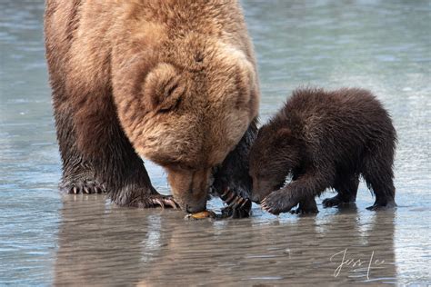 Grizzly Bear And Cub Eating Claims Photo 282 Alaska Usa Jess Lee