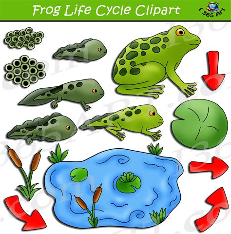 Frog Life Cycle Clipart Set Printable Download