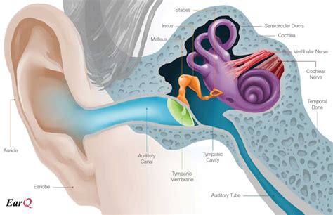 Related Image Middle Ear Human Ear Inner Ear Diagram