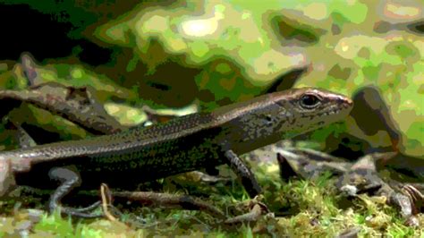 Australian Common Garden Skink Or Pale Flecked Garden Sunskink Youtube