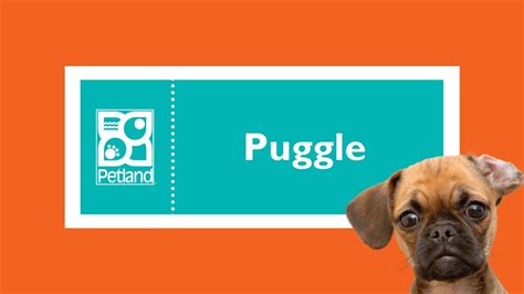 Amazingly Fun Facts Puggle Puppies Youtube