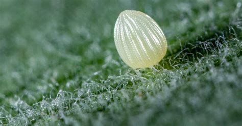 Monarch Butterfly Eggs What They Look Like And More Unianimal