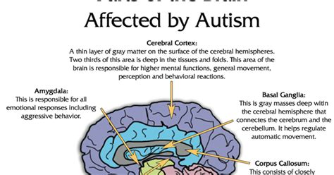 Autistically Beautiful Parts Of The Brain Affected By Autism