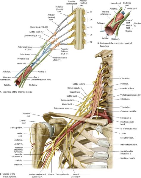 Supraclavicular Anatomy