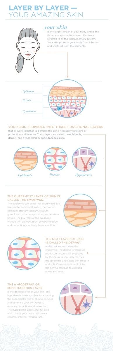 We can balance our doshas by following proper ahara and vihara (diet and life style modifications).this makes our skin healthy. Layer by Layer: Understanding Your Skin's Structure - Ask ...