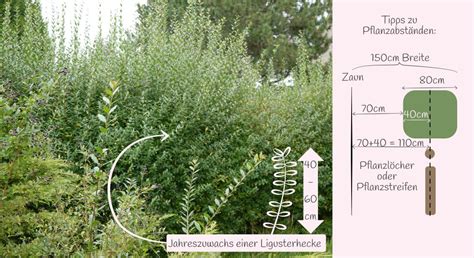 Beim radikalschnitt schneiden sie die hecke bodennah zurück und lichten anschließend mit manueller schnittführung das stark verholzte unterholz aus. Ligusterhecke Schneiden Wann. ligusterhecke schneiden ...
