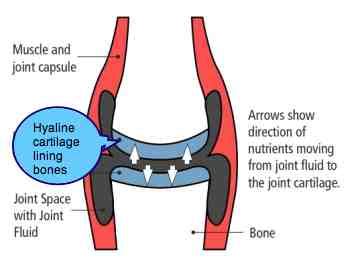 Hyaline Cartilage Is The Vital Substance Lining Your Joints