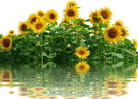 ftestickers flowers water sunflowers waterreflection...