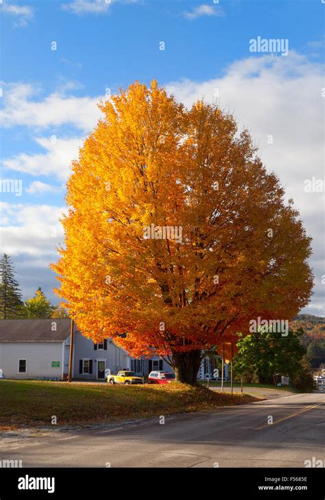 Single Sugar Maple Tree Acer Saccharum In Autumn Fall Foliage Stock