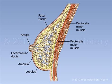 Breast Anatomy - Medical Art Library