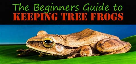The Beginners Guide To Keeping Tree Frogs As Pets Pbs Pet Travel Pet