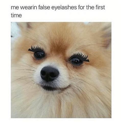 Chihuahua Eyelashes Meme Pets Lovers