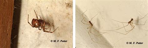 Brown Recluse Spider Entomology