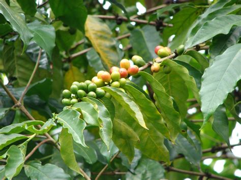 Coffea Arabica Arabian Coffee Coffee Coffee Plant North Carolina