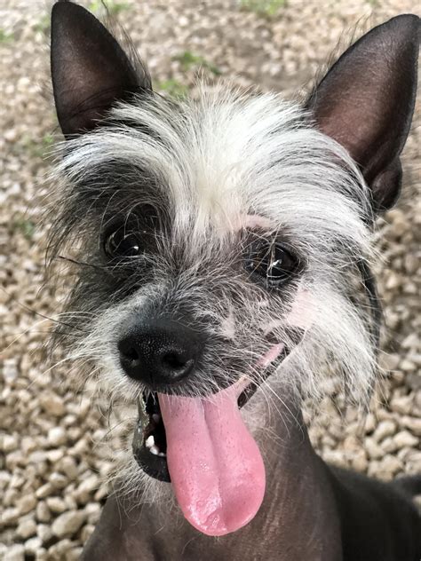 Chinese Crested Dog Puppies For Sale San Antonio Tx 308653