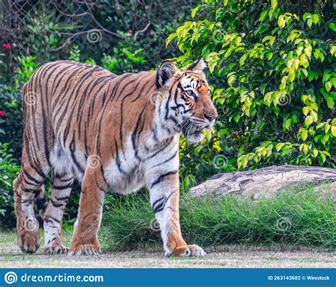 Bengal Tiger Walking In Woods Stock Photo Image Of Wild Feline