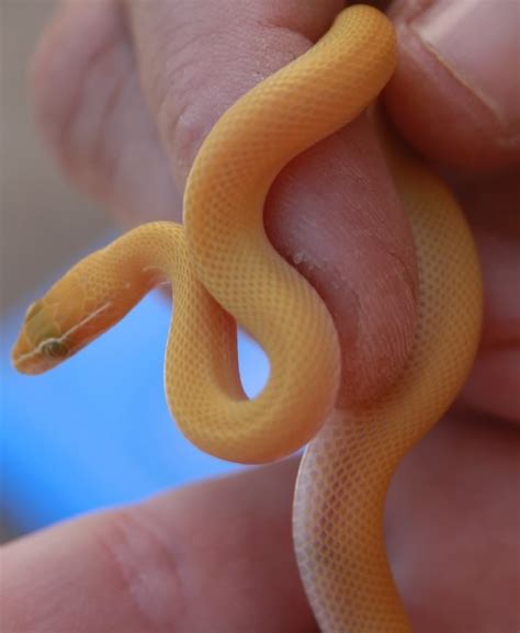 The baby ball python may just be the best pet snake that money can buy. Gorgeous baby albino african house snake., #African # ...