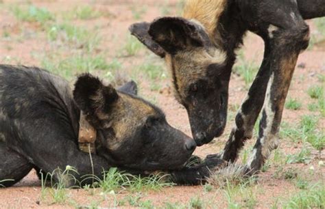 Rising Temperatures Further Threaten Already Endangered African Wild Dogs