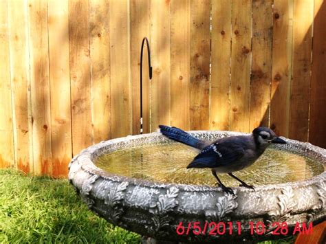 My Blue Jay Doesnt Wait For The Photographer Karen Gulley Flickr