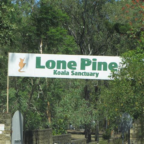 Australia Day The Lone Pine Koala Sanctuary Brisbane