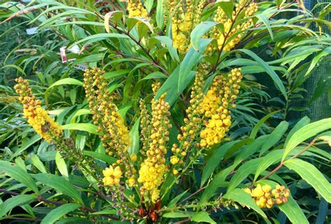 Mahonia Confusa Nara Hiri La Regina Service