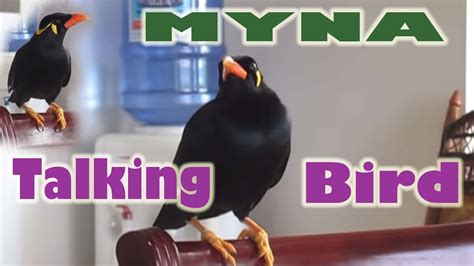 Myna Talking Black Bird Youtube