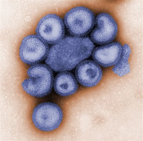 Electron Micrograph Of Influenza Virus Particles Biology Of Human