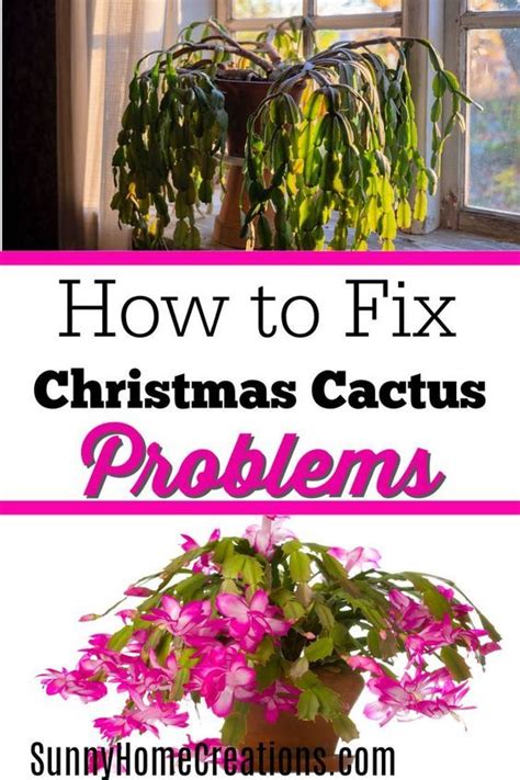 Sometimes, aging plants turn woody from the bottom and lose their spines there. Christmas Cactus Problems and How to Fix Them | Christmas ...