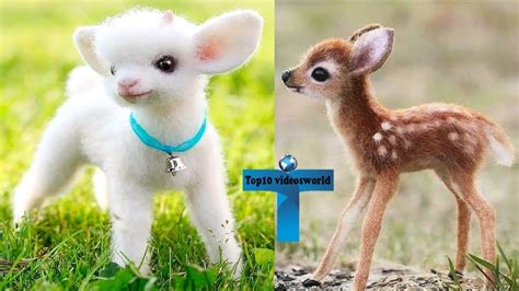 Top 10 Most Funny And Cute Baby Animal Videos Adorable