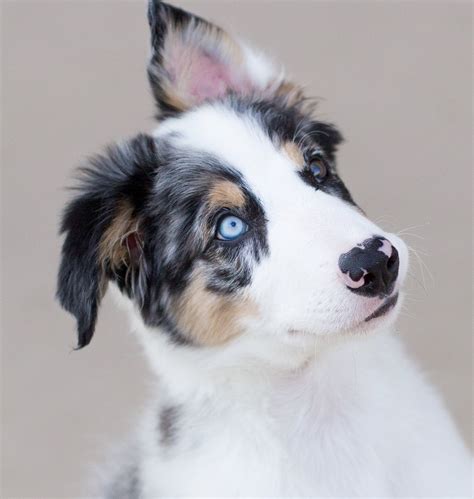 Red Merle Border Collie Breeder Image Bleumoonproductions