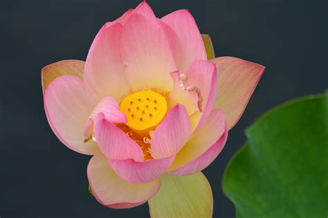 Water Lily Lily Plants Water Lily Botany Natural Beauty Botanical