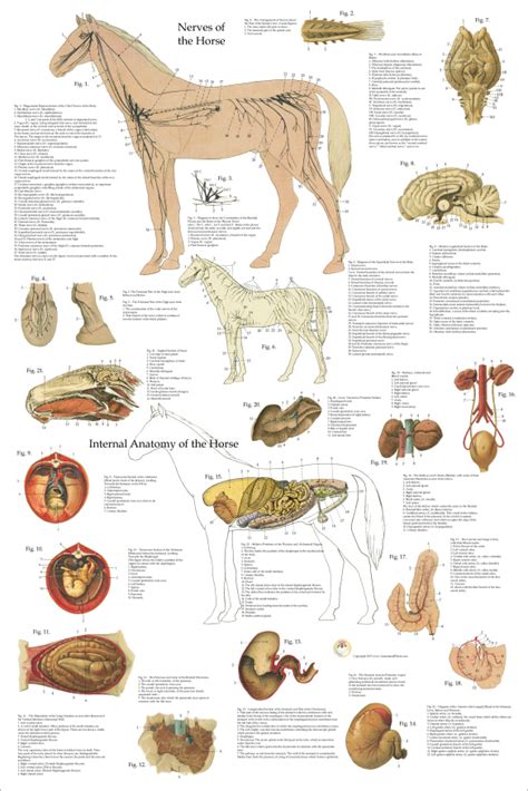 Horse Anatomy Nervous System And Organs Poster 24 X 36