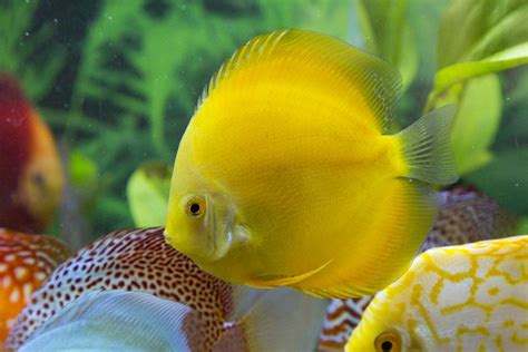 Golden Diamond Discus Discus Aquarium Discus Fish Freshwater Aquarium