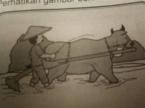 Sketsa Gambar Petani Membajak Sawah Dengan Kerbau Mantab Cara