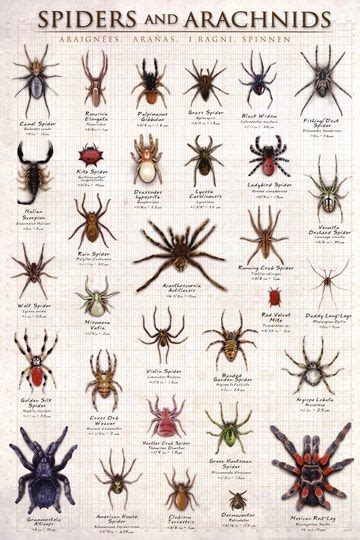 Virginia Spider Identification Chart