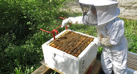 Pon algo de hierba en la entrada de la colmena, eso servirá para ralentizar el momento de la salida y las abejas se darán cuenta de que ha habido cambios en su entorno. Como hacer colmenas de abejas : Instrucciones detalladas