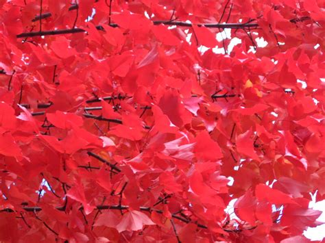 Branches Of Bright Red Autumn Leaves Clippix Etc Educational Photos