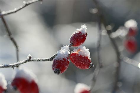 Free Images Nature Branch Blossom Snow Cold Winter Plant Fruit