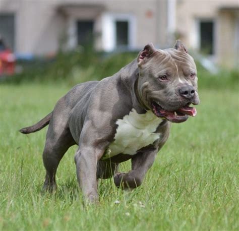 The american bully is similar to the american staffordshire terrier in that they were bred specifically for stability, loyalty, and improved physical characteristics and to diminish traits like the. American XL bully hybrid puppys | Birmingham, West ...