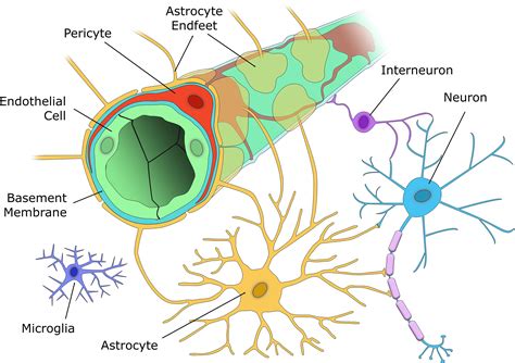 Pericytes And Neurovascular Function In The Healthy And Diseased Brain