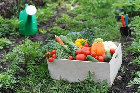 El huerto escolar ecológico, ayuda a los niños de las ciudades a experimentar con la naturaleza, les permite cuidarlo y la adquisición de valores y un huerto escolar ecológico tiene muchos beneficios y ventajas, tanto educativas como formativas, aportando tanto conocimientos como valores Lo que te aporta tener un huerto