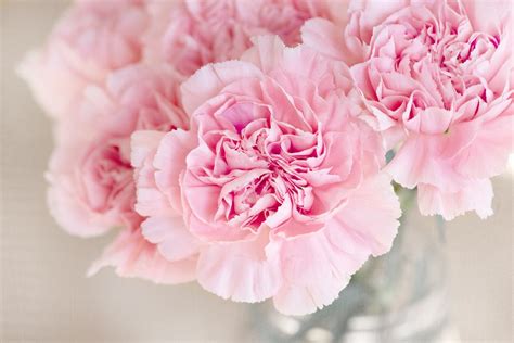 Free Images : blossom, petal, close, carnation, floristry, peony ...