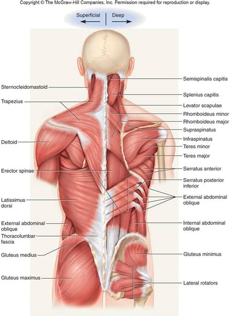 What 3 places is the trapezius muscle d… what action does the upper fibers of th… Ch. 10 / 11 Muscle / Tissue - Anatomy & Physiology 2086 ...