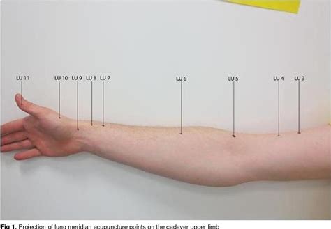 Pdf Anatomical Study Of Potential Connection Between The Acupuncture