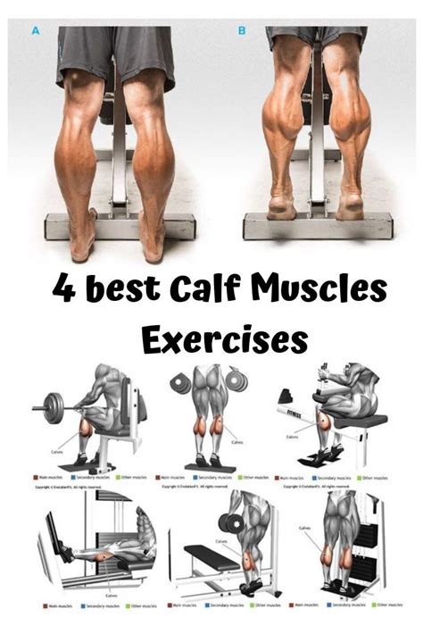 Best Key Feature To Development Of Your Calf Muscle Exercise Fitness Calf Muscle Workout