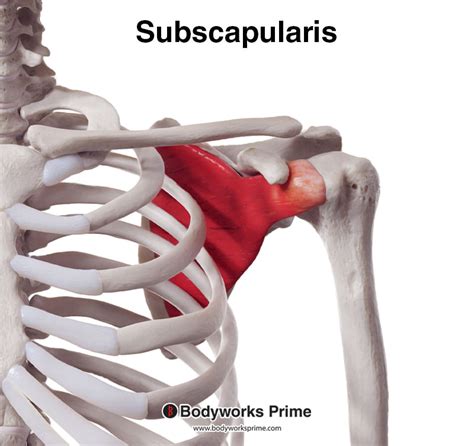 Subscapularis Muscle Anatomy Bodyworks Prime