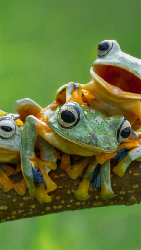 Frog Aesthetic Wallpaper Pc Pin On Hátterek Find 23 Images That You