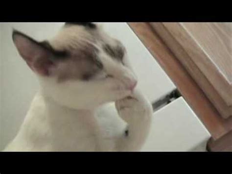 How to keep your cat off the counter. Nail Biting Cat - YouTube