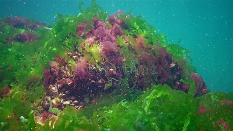 Algas Rojas Verdes Y Marrones En El Fondo Del Mar Negro Porphyra
